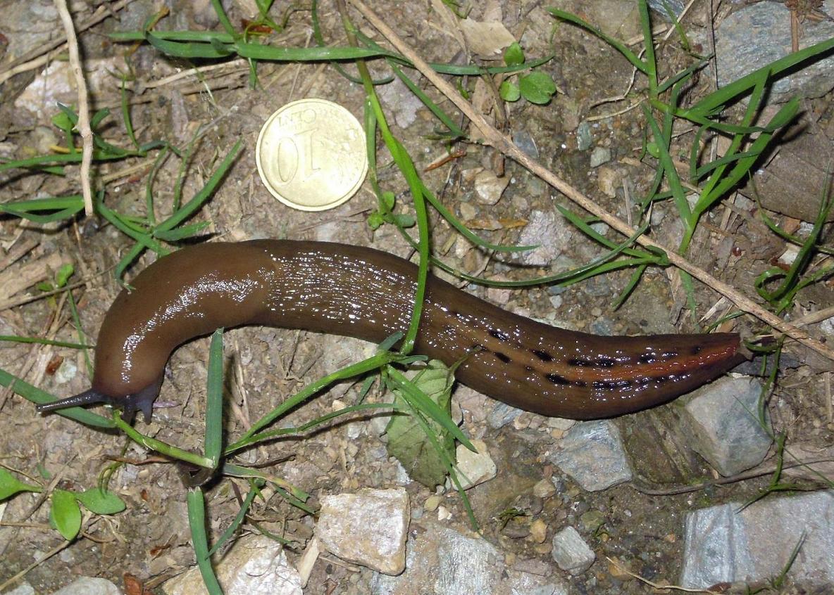 Limax dal Monte Serra (PI)